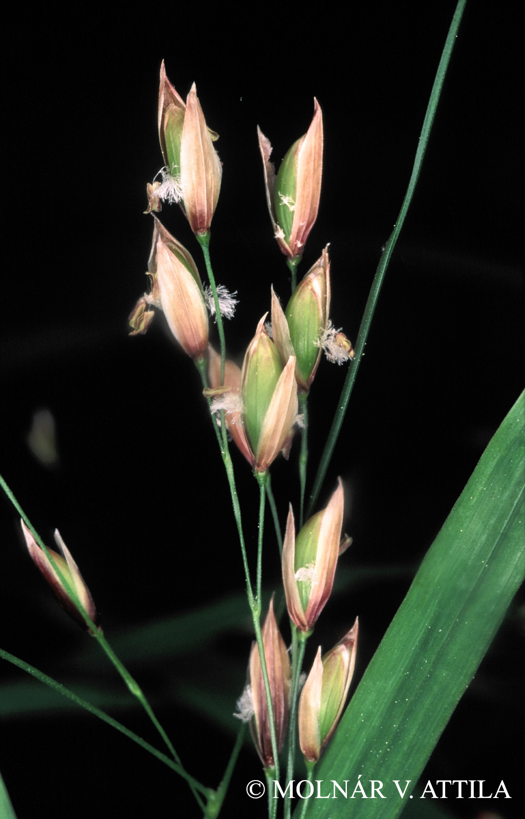Melica uniflora L.