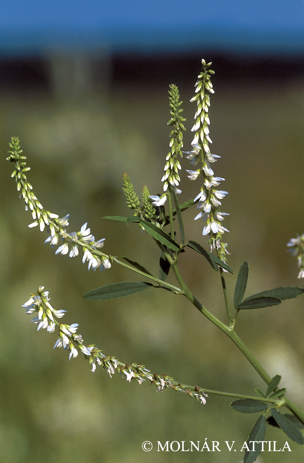 Melilotus albus Desr.