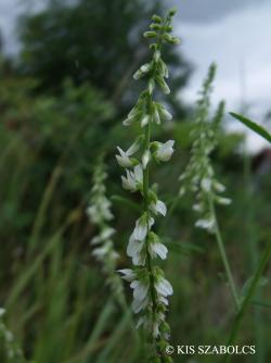 Melilotus albus Desr. 3.Image