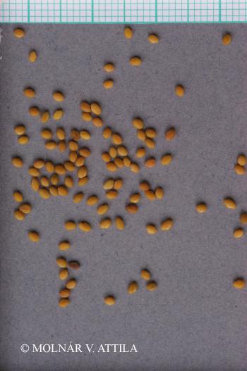 Melilotus albus Desr. 4.Image