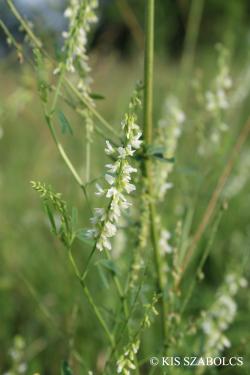 Melilotus albus Desr. 2.Image