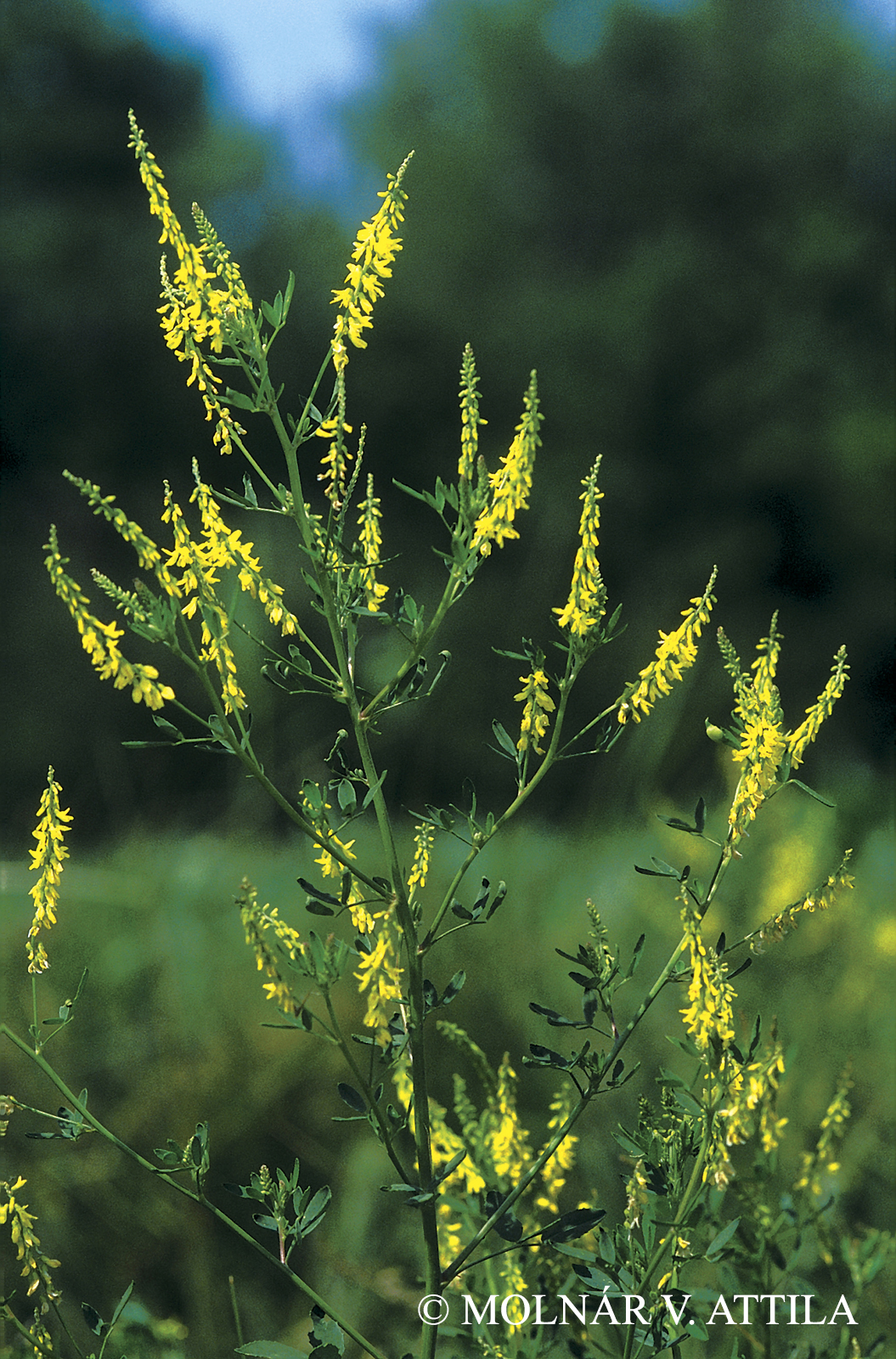 Melilotus officinalis (L.) Pall.
