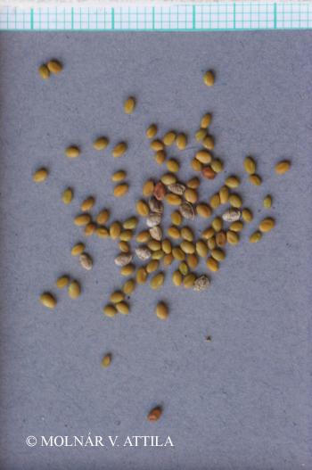 Melilotus officinalis (L.) Pall. 2.Image