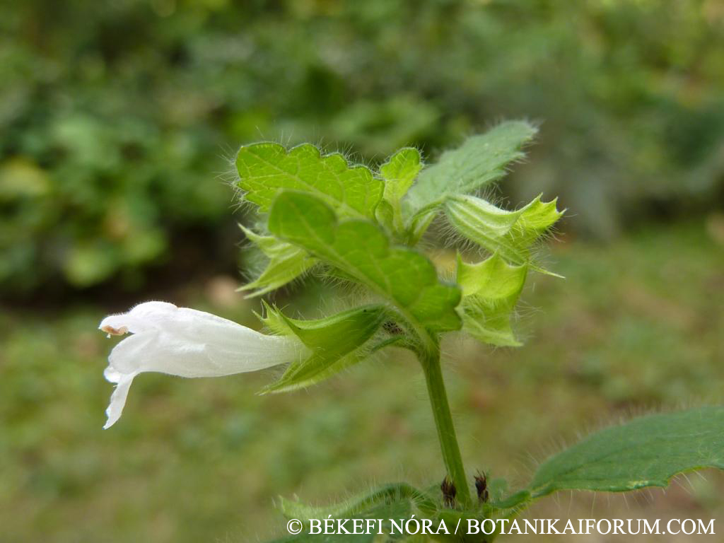 Melissa officinalis L.