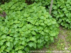 Melissa officinalis L. 2.Image