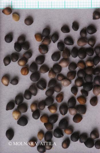 Melittis melissophyllum L. s. l. 2.Image