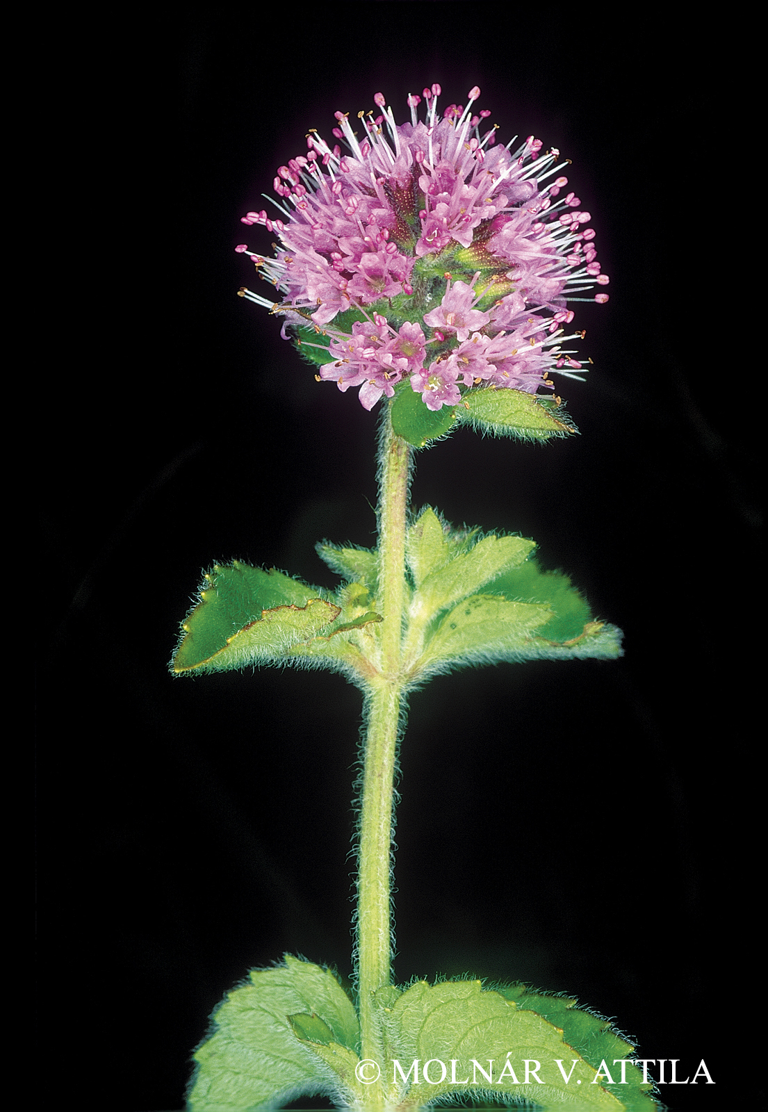 Mentha aquatica L.