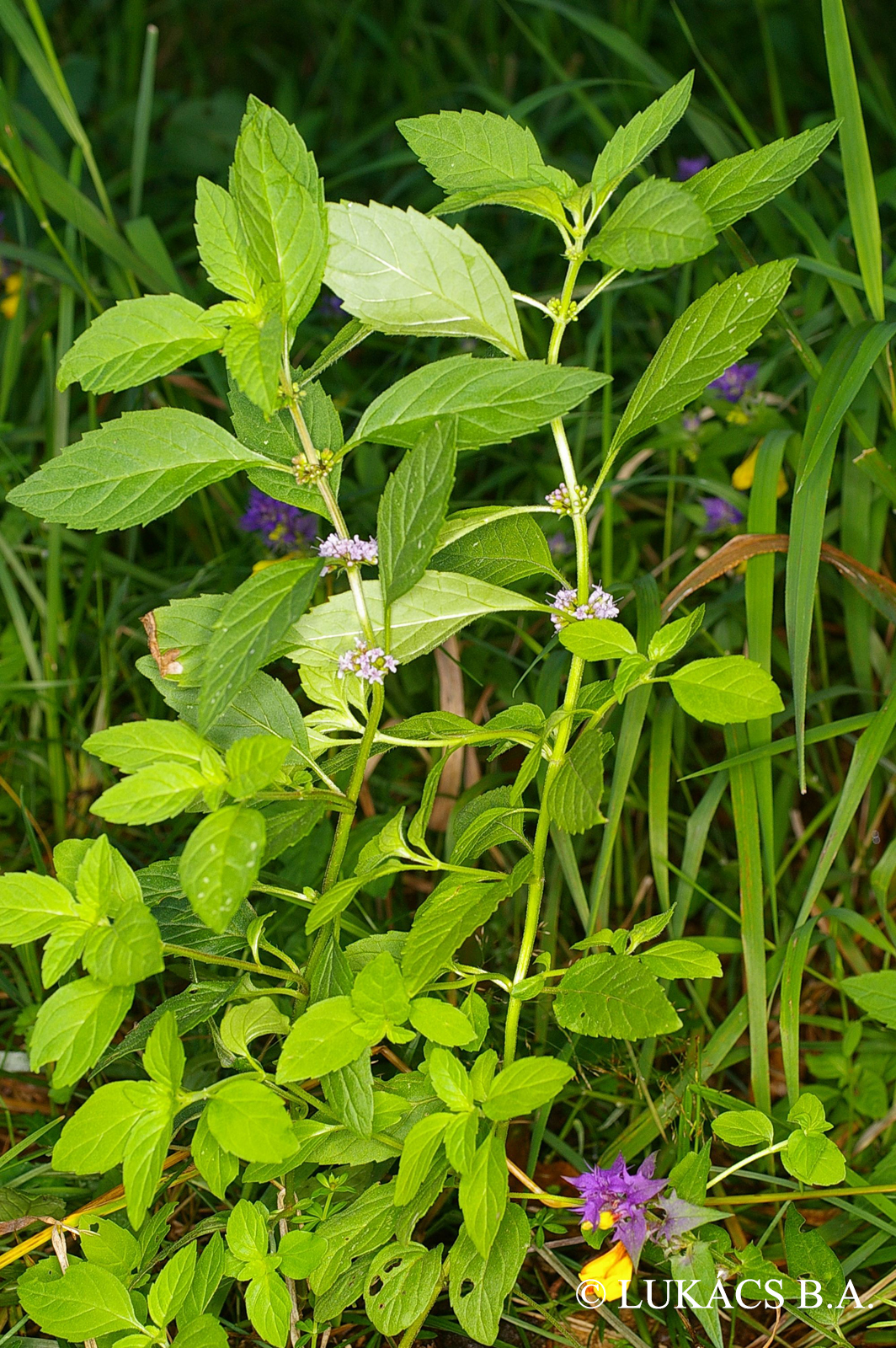 Mentha arvensis L.