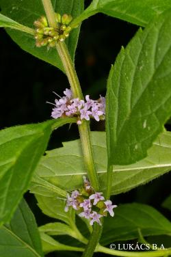 Mentha arvensis L. 2.Image