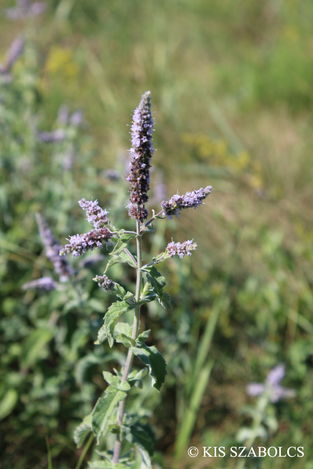 Mentha longifolia (L.) Nath.