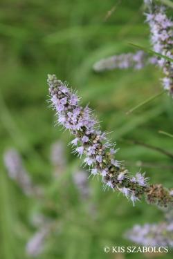 Mentha longifolia (L.) Nath. 2.Image