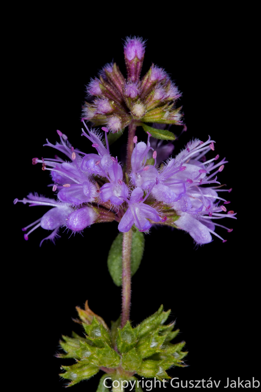 Mentha pulegium L.