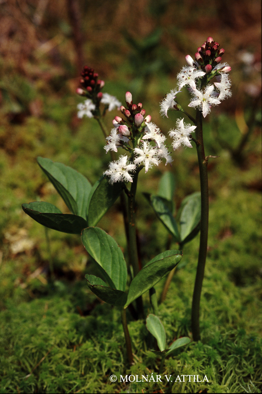 Menyanthes trifoliata L.