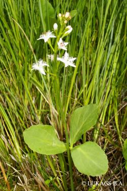 Menyanthes trifoliata L. 2.Image