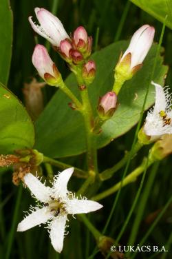 Menyanthes trifoliata L. 3.Image