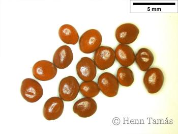 Menyanthes trifoliata L. 4.Image