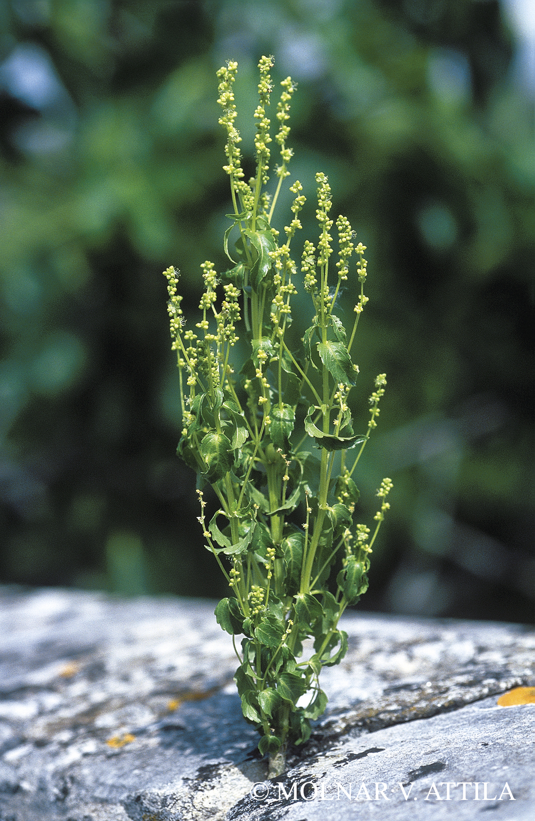 Mercurialis annua L.
