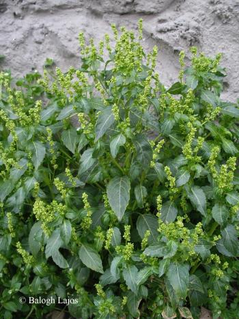 Mercurialis annua L. 2.Image