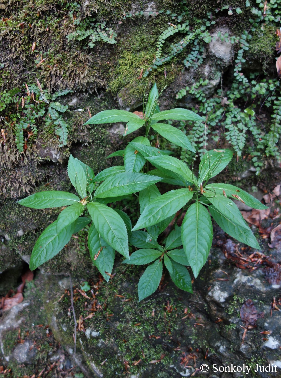 Mercurialis perennis L.