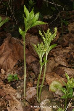 Mercurialis perennis L. 2.Image