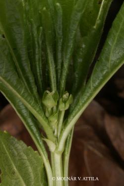 Mercurialis perennis L. 3.Image