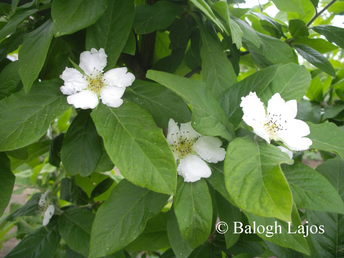 Mespilus germanica L.