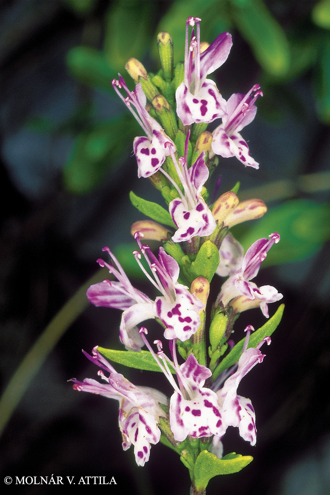 Micromeria thymifolia (Scop.) Fritsch