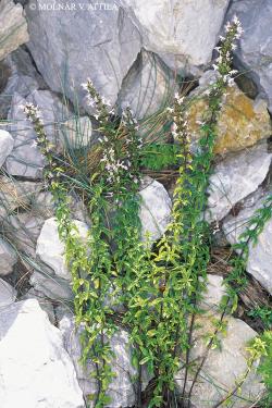 Micromeria thymifolia (Scop.) Fritsch 2.Kép