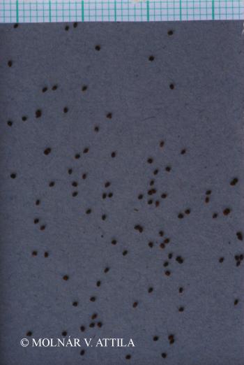 Microrrhinum minus (L.) Fourr. 2.Image
