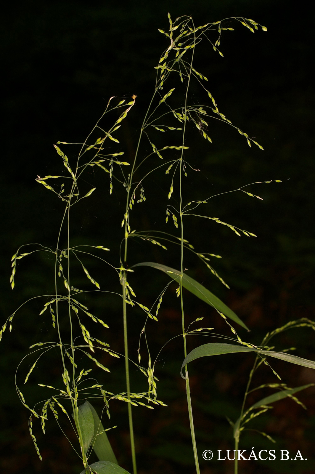 Milium effusum L.