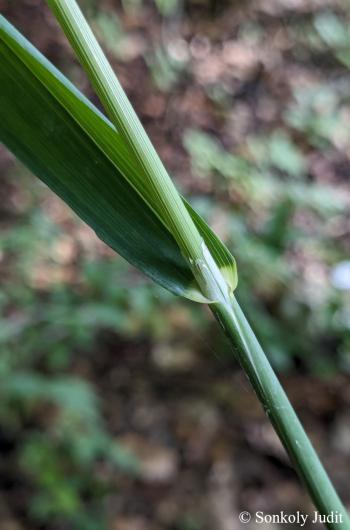 Milium effusum L. 2.Image