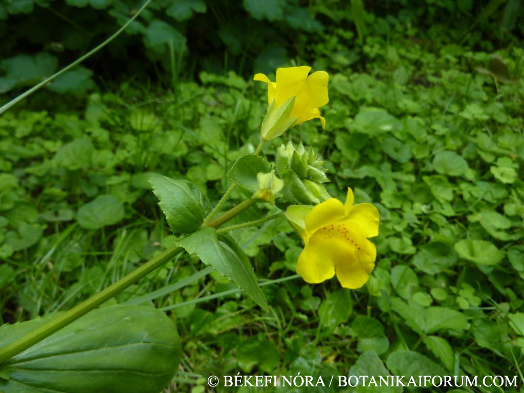Mimulus guttatus Fisch. ex DC.