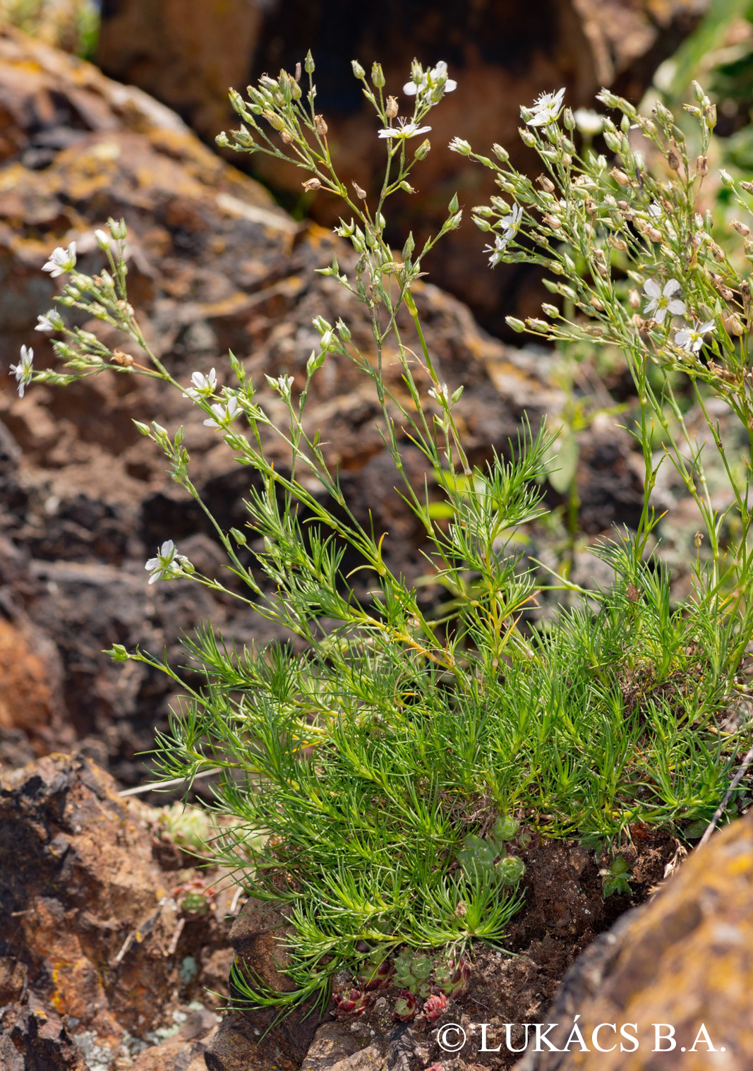 Minuartia frutescens (Kit.) Tuzson