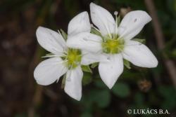 Minuartia frutescens (Kit.) Tuzson 2.Image
