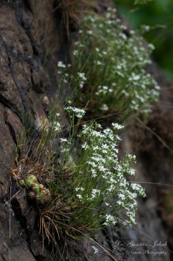 Minuartia frutescens (Kit.) Tuzson 3.Image