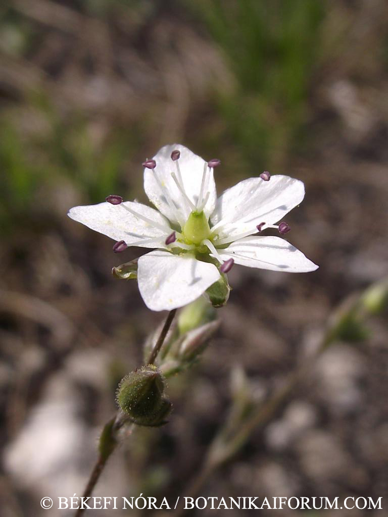 Minuartia glaucina Dvořáková