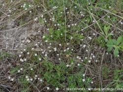 Minuartia glaucina Dvořáková 2.Image