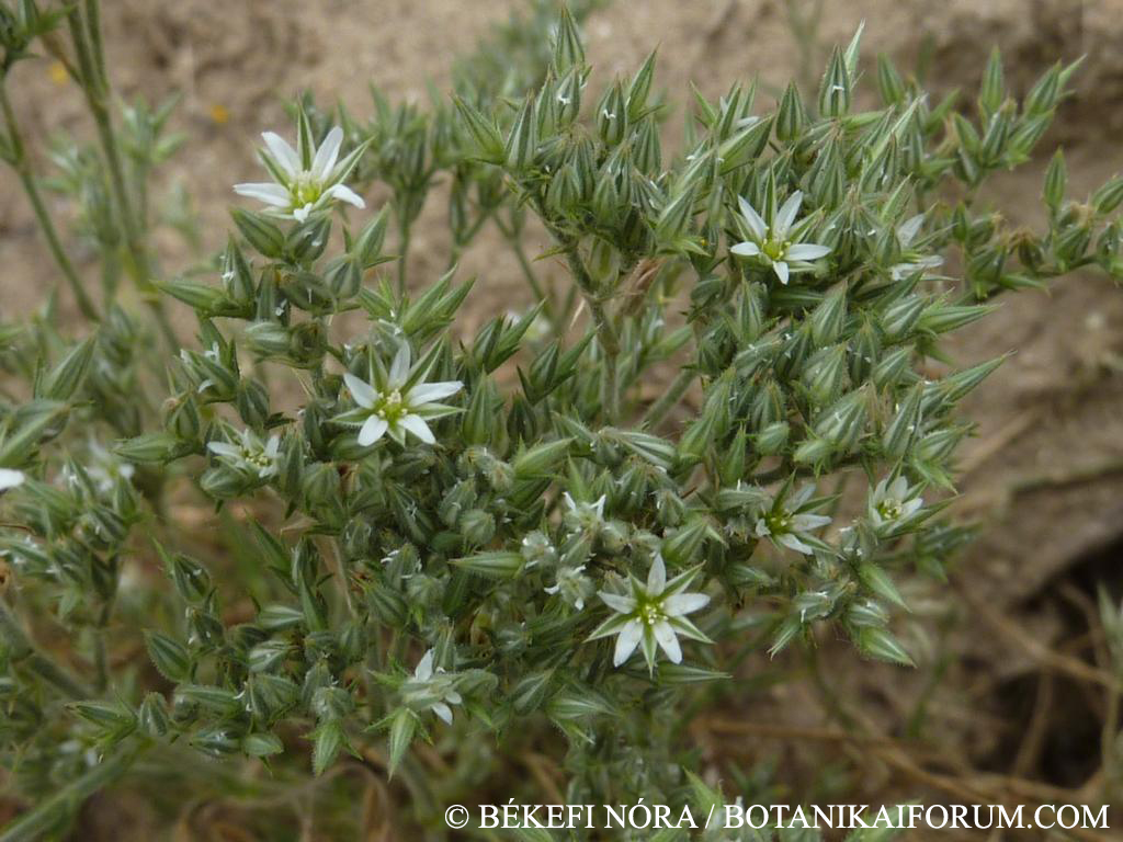 Minuartia glomerata (M. Bieb.) Degen