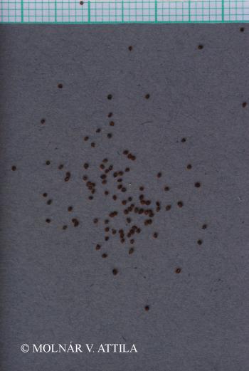 Minuartia glomerata (M. Bieb.) Degen 2.Image