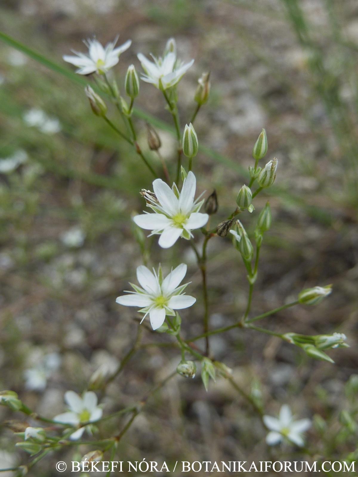 Minuartia setacea (Thuill.) Hayek