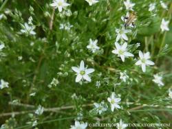 Minuartia setacea (Thuill.) Hayek 2.Kép
