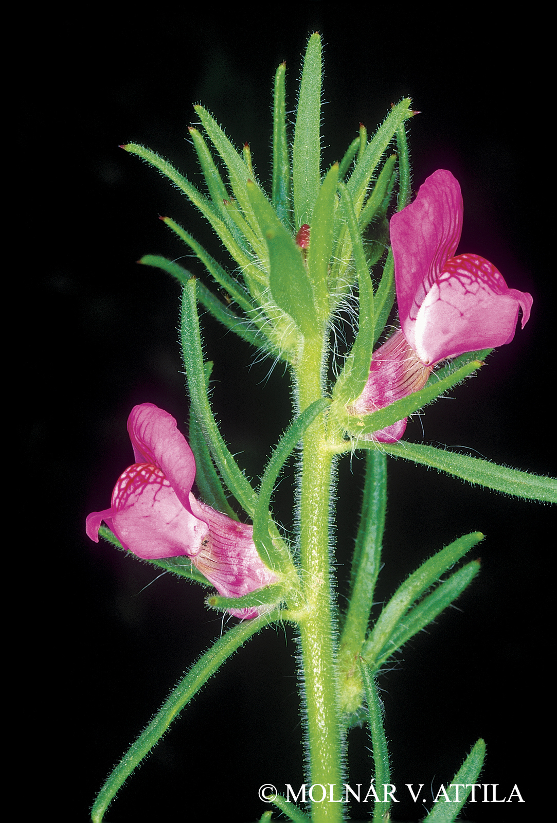 Misopates orontium (L.) Raf.