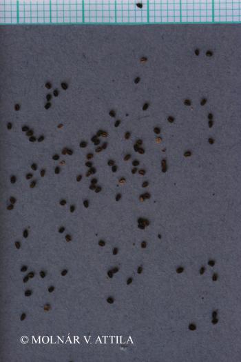Misopates orontium (L.) Raf. 2.Image