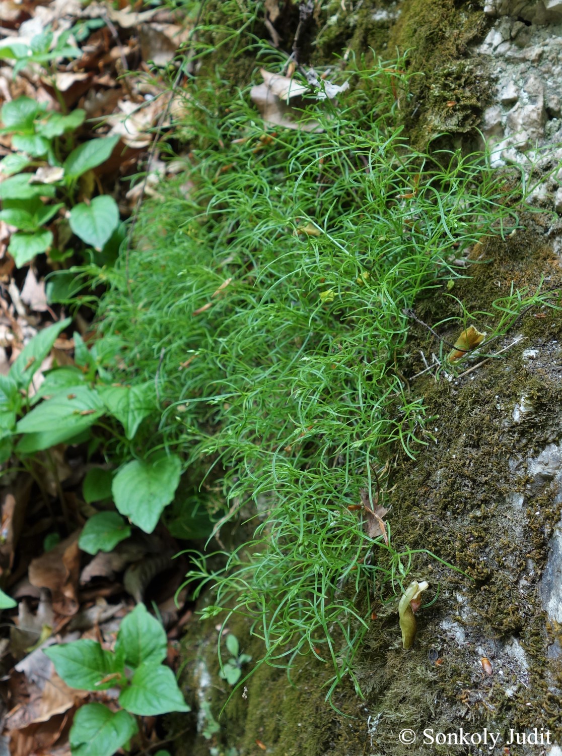 Moehringia muscosa L.