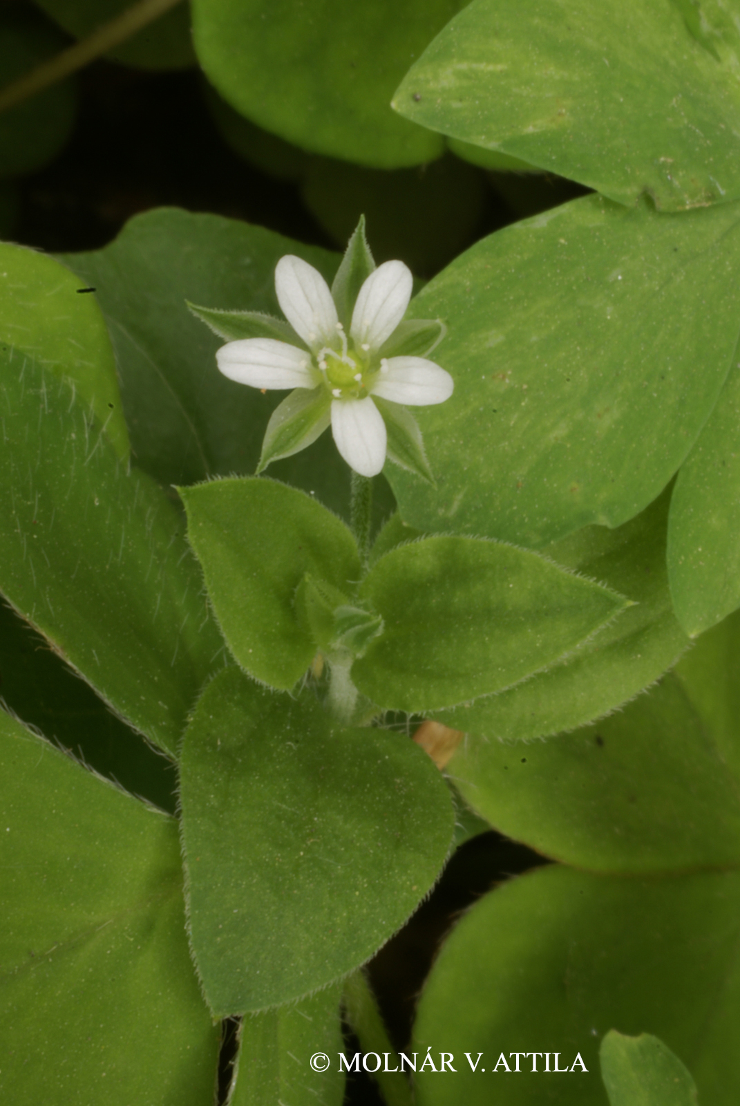 Moehringia trinervia (L.) Clairv.