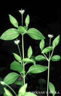 Moehringia trinervia (L.) Clairv. 2.Image