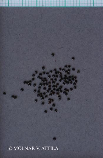 Moehringia trinervia (L.) Clairv. 3.Image