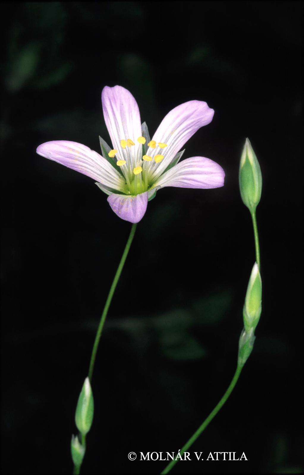 Moenchia mantica (L.) Bartl.