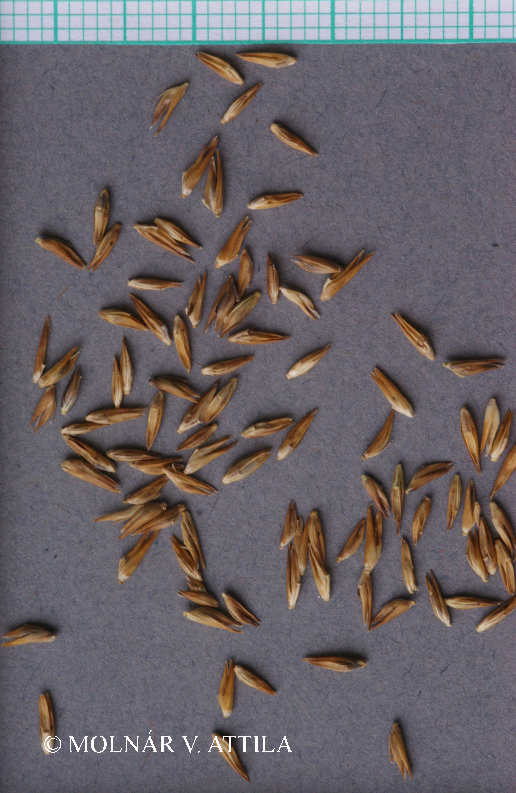 Molinia arundinacea Schrank