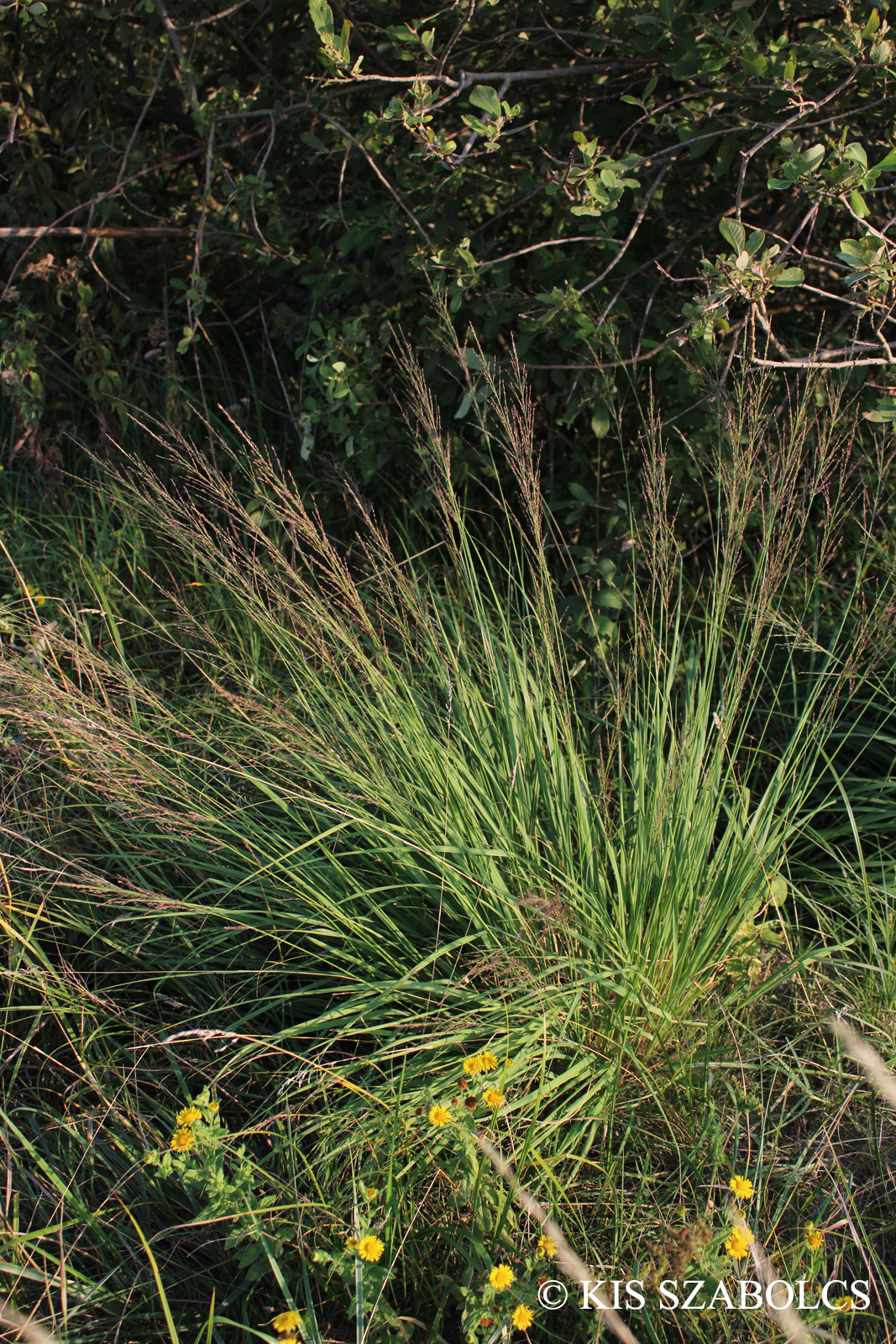 Molinia caerulea agg.